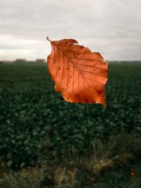 Close-up of dry maple leaf on land against sky