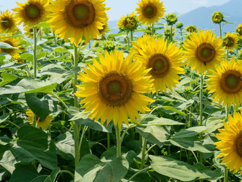 Close-up of yellow flowering plants