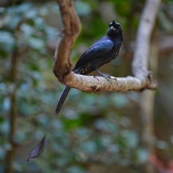 Close-up of bird perching on branch