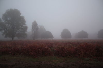 Scenic view of field in foggy weather