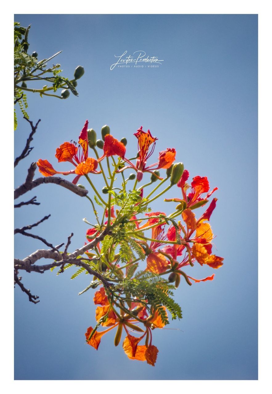 plant, flower, flowering plant, growth, beauty in nature, nature, freshness, fragility, vulnerability, sky, auto post production filter, no people, transfer print, petal, close-up, orange color, low angle view, outdoors, blue, clear sky, flower head, orange