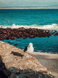 Seagull perching on rock in sea