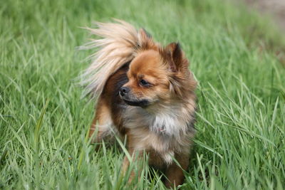 High angle view of dog standing on grassy field