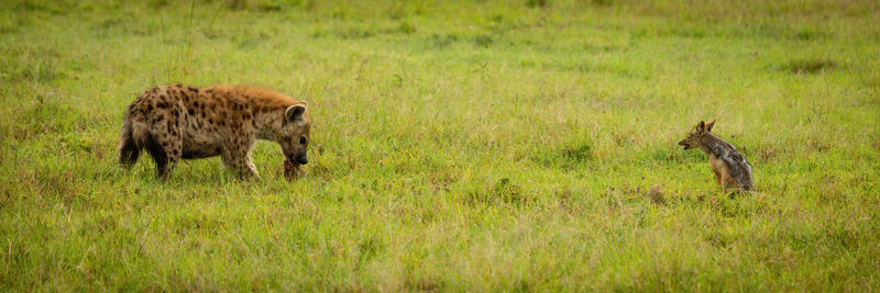 Panorama of spotted hyena watched by jackal