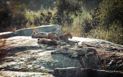 Lions sleeping on rock against plants in forest