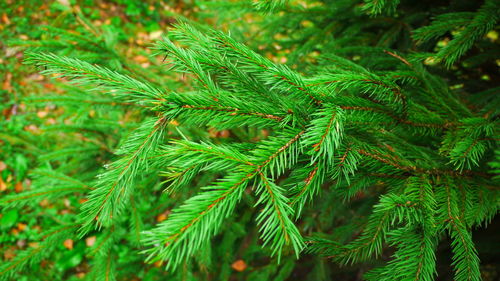 Close-up of plant