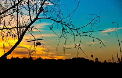 Silhouette of trees at sunset