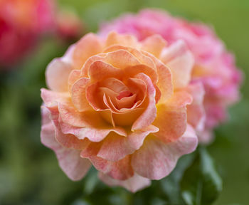 Close-up of pink rose