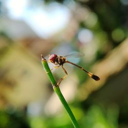 Close-up of insect on plant