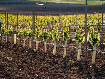 Plants growing in field