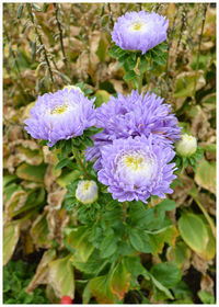 Close-up of purple flowers blooming outdoors