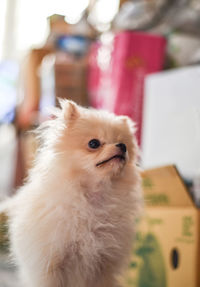 Close-up of a dog looking away