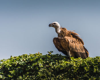 Low angle view of eagle perching on tree against sky