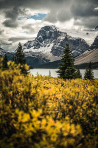 Flowers, lake and snowcapped mountain in banff national park