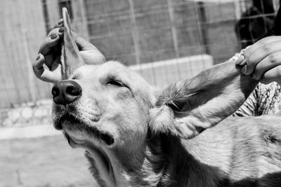 Close-up of woman holding dog's ears