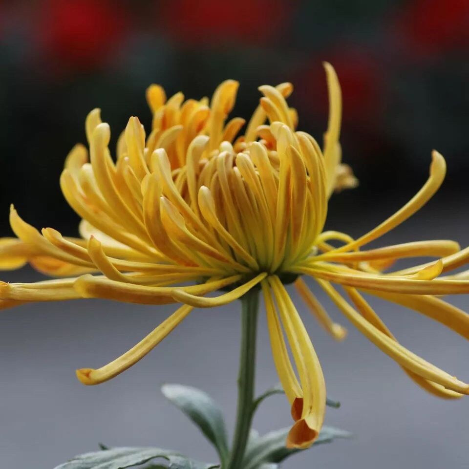 flower, petal, fragility, freshness, beauty in nature, nature, flower head, plant, growth, focus on foreground, blooming, no people, close-up, outdoors, stamen, springtime, yellow, day, day lily