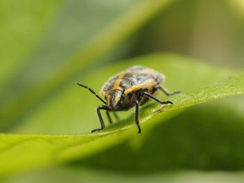 Close-up of insect on leaf