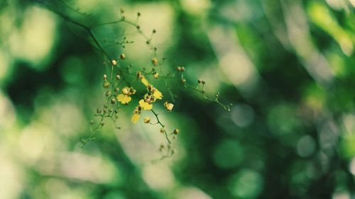 Close-up of flowers