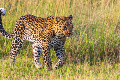 African leopard walking on the grassland