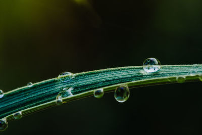 Close-up of water drops on black background