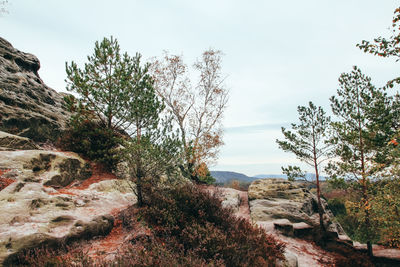 Scenic view of trees on rocky landscape against sky