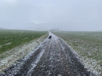 Scenic view of dog on road amidst field against sky, starting to snow or graupel