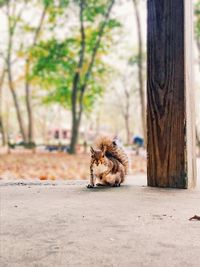 View of a cat on tree trunk