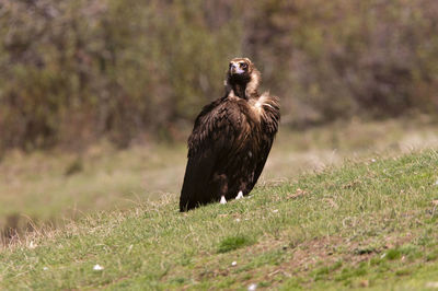 Bird on field