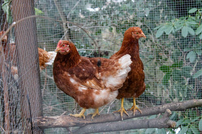 Close-up of chicken in cage