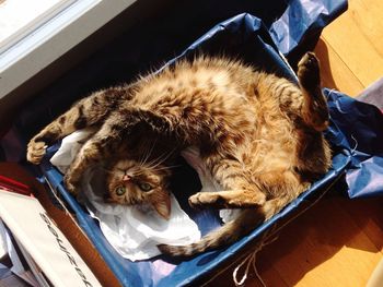 High angle view of cat relaxing