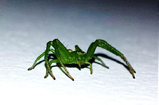 Spider green green spider