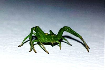 Close-up of green leaf