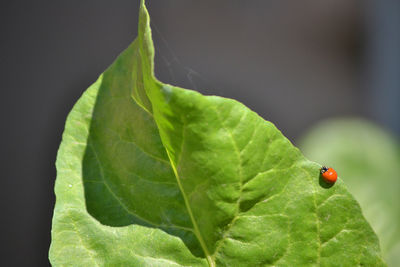 Close-up of ladybug on leaf