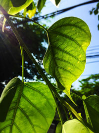 Low angle view of fresh green leaves