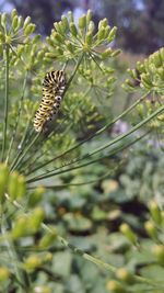Close-up of bee on plant