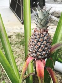 Close-up of fruits growing on plant