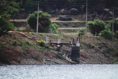 Plants growing on land by river