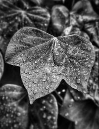 Close-up of raindrops on leaves