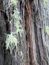 Full frame shot of tree trunk