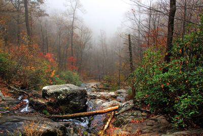 Scenic view of forest against sky