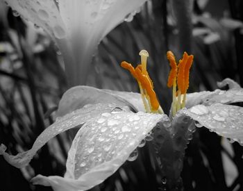 Close-up of water drops on flower