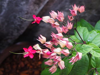 Close-up of pink flowering plant