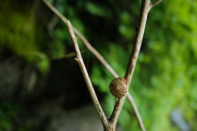 Close-up of plant
snail having a break, after rain.
at tama river, okutama, tokyo