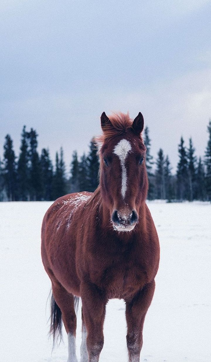 snow, winter, mammal, animal themes, animal, cold temperature, domestic animals, livestock, vertebrate, domestic, pets, field, horse, animal wildlife, one animal, land, nature, sky, looking at camera, no people, herbivorous