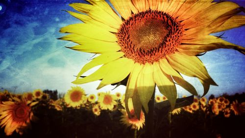 Close-up of sunflower