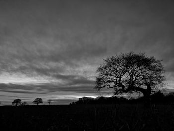 Silhouette bare tree on field against sky