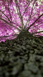 Close-up of pink flowers