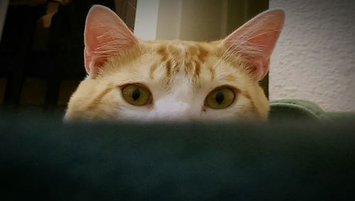 Close-up portrait of cat