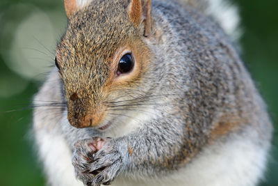 Close-up of squirrel eating