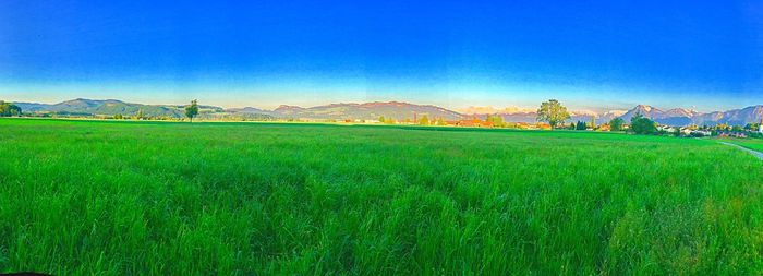 Scenic view of agricultural field against clear blue sky